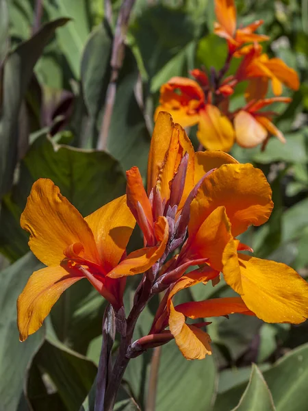 Russland Krim Halvøya Nikitskij Botaniske Hage Australia Canna Lily royaltyfrie gratis stockbilder