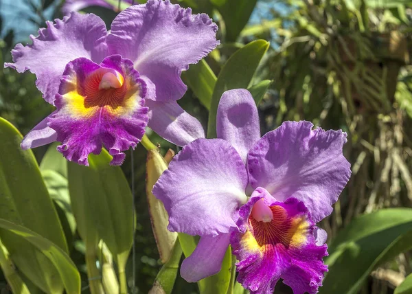 Thailand Madam Nong Nooch Tropical Park Orchid Garden stockfoto