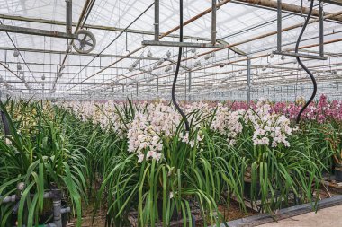 bir serada büyüyen orkide