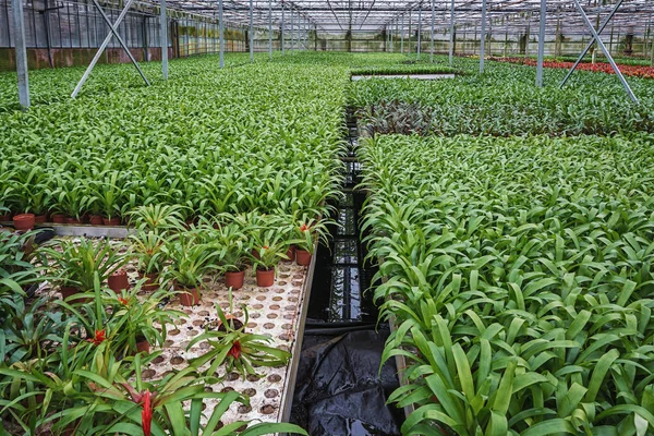 Plantas jovens que crescem em estufa — Fotografia de Stock