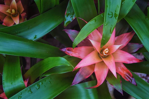 Red flower among green leaves — Stock Photo, Image