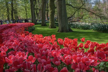 Çok renkli çiçek parkta türlerin