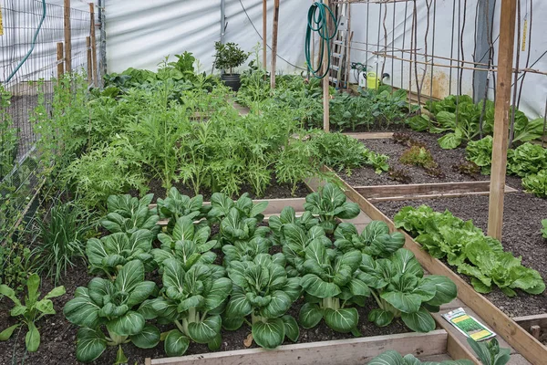 Kolonilotter med olika sorters grönsaker i ett växthus — Stockfoto