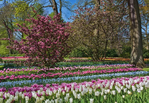 Espécies de flores multicoloridas no parque — Fotografia de Stock