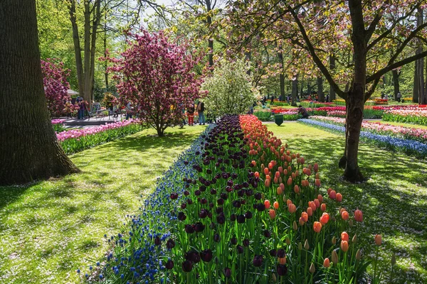 Multi-colored species of flowers in the park — Stock Photo, Image