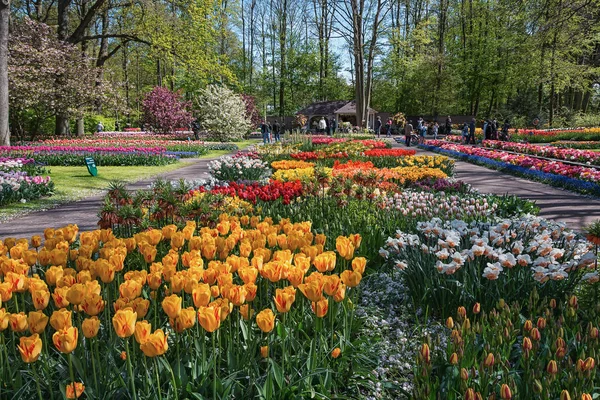 Multi-colored species of flowers in the park — Stock Photo, Image