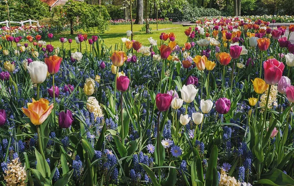 Colorido macizo de flores con tulipanes —  Fotos de Stock