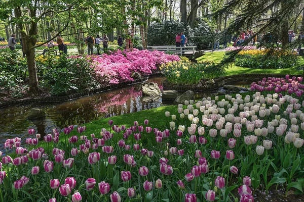 Multi-colored species of flowers in the park — Stock Photo, Image