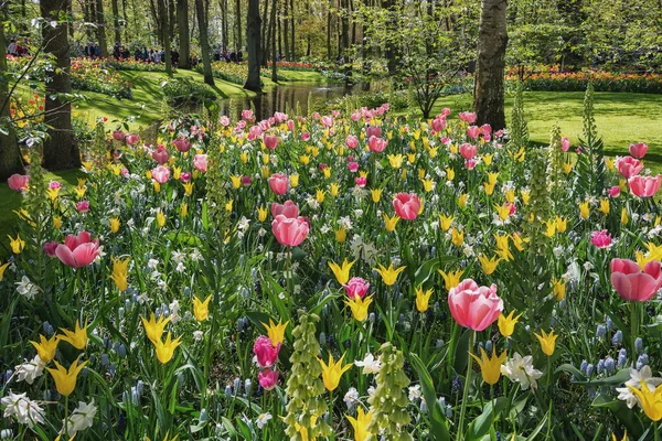 Especies multicolores de flores en el parque —  Fotos de Stock