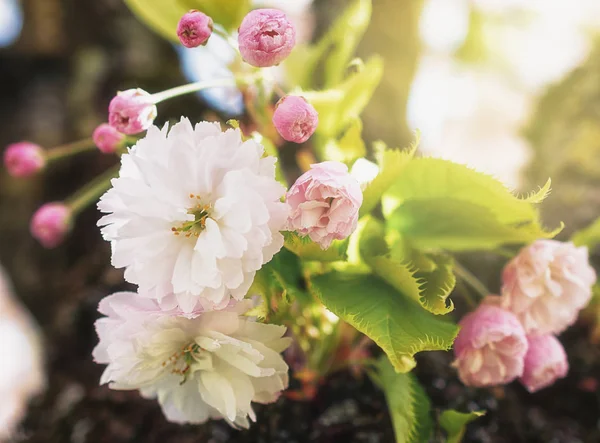 Flowers of the cherry blossoms — Stock Photo, Image