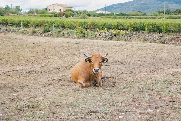 Vache couchée dans un pâturage — Photo