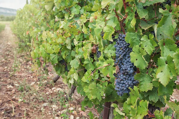 Sarmaşıkta bir demet üzüm