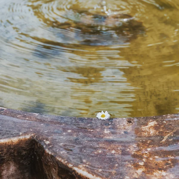 Bir çeşme havzasında yüzen papatya çiçek