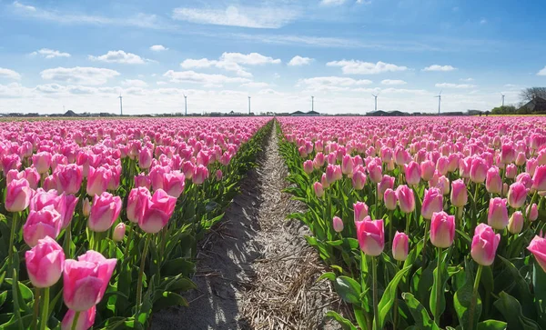 Feld mit rosa Tulpen — Stockfoto