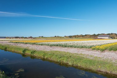 Çiçek ampul Kuzey Hollanda eyaleti içinde renkli alan.