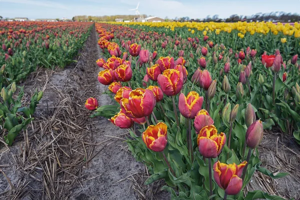 Tulpenfelder in der nördlichen Provinz, den Niederlanden — Stockfoto