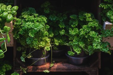 Yemek Festivali üzerinde görüntülenen sandıkları maydanoz.