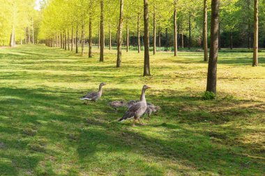 Kaz ailesi tarafından parkta bir yürüyüş
