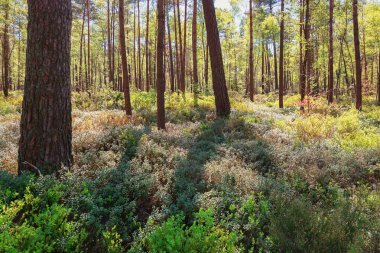 Apeldoorn Loo Parkı 