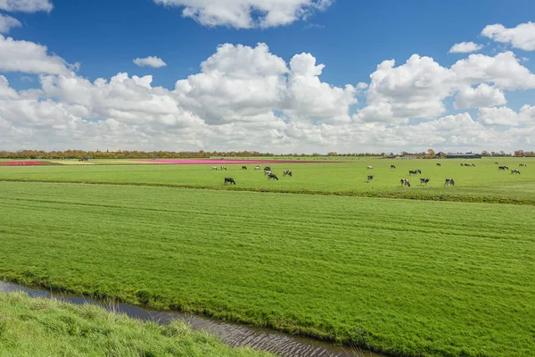 One hundred percent Dutch, grazing cows beside the blooming  tulip fields in the polder.