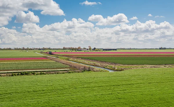 Honderd procent Nederlands, grazende koeien naast de bloeiende tulpenvelden in de polder. — Stockfoto