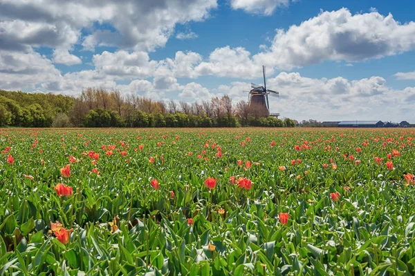 De vakre og fargerike nederlandske tulipanåkrene med typisk Du – stockfoto