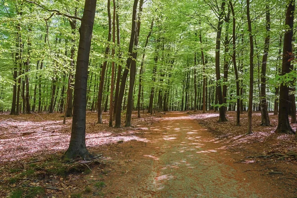 El parque Loo ubicado en Apeldoorn — Foto de Stock