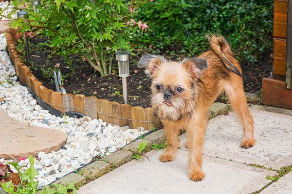 Dear puppy Brusselse Griffon poses for the camera in the garden — Stock Photo, Image