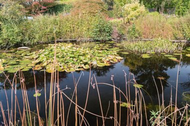 Nilüfer Neth herhangi bir yerinde bir bahçe ile güzel gölet