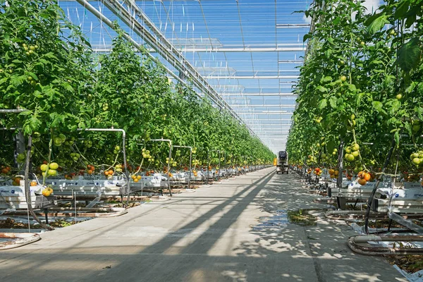 Hollanda'da büyük bir sera büyüyen domates