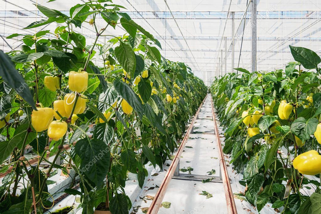Yellow peppers growing in a big greenhouse in the Netherlands