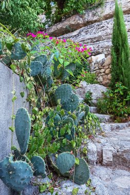 Kaktüs Ardèche bölge Fransa'nın Labeaume Köyü kaya bahçesinde