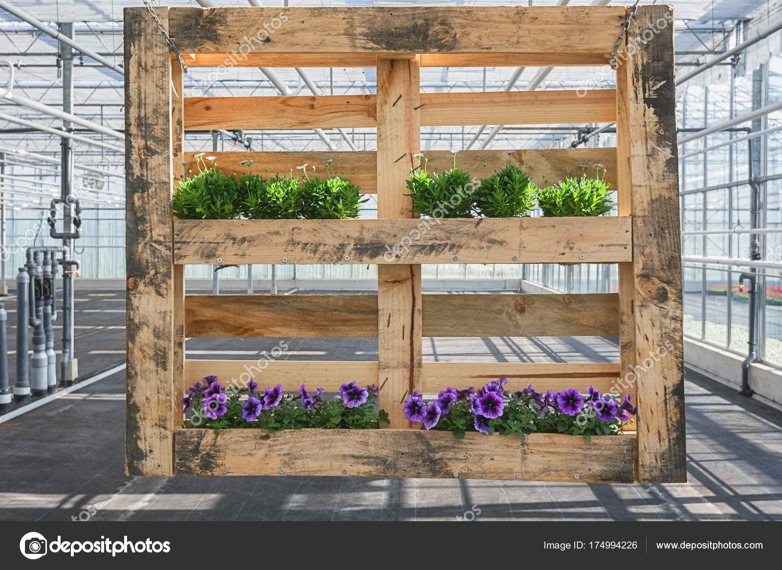 Pallet di legno decorato con petunie e fiori lilla in una serra ... Pallet porta fiori