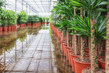 Hollanda serada yetiştirilen Draconias