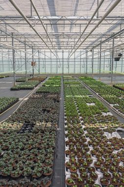 Farklı yatak N bir serada yetiştirilen bitki türleri