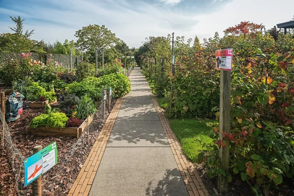 Gemüse, Obstbäume und Beerensträucher im Garten — Stockfoto