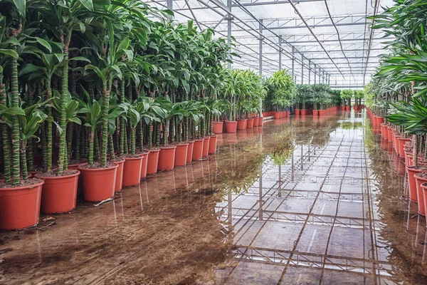 Draconias that are grown in a greenhouse in the Netherlands — Stock Photo, Image