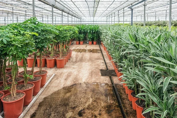 Draconias e outras plantas de sala que são cultivadas em estufa — Fotografia de Stock