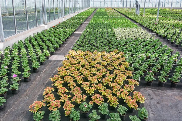 Gerânios jovens cultivados em estufa nos Países Baixos — Fotografia de Stock