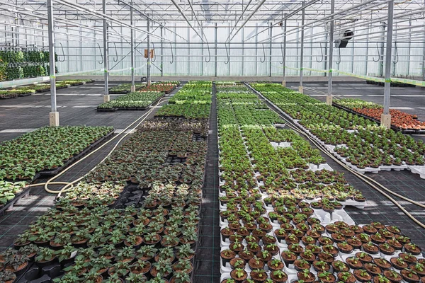 Diferentes tipos de plantas de cama cultivadas em estufa nos Países Baixos — Fotografia de Stock