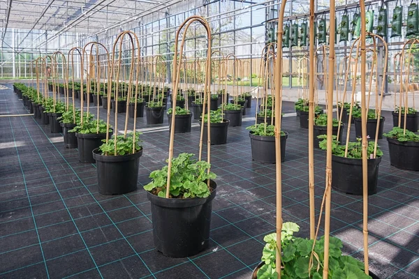 Grandes plantas de gerânio em vaso cultivadas em estufa nos Países Baixos — Fotografia de Stock