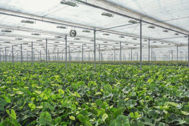 Hollanda'da büyük bir sera içinde büyüyen Anturiums