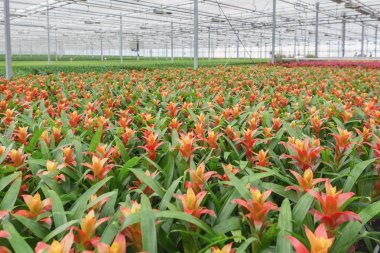 Hollanda'da büyük bir sera içinde büyüyen bromelias