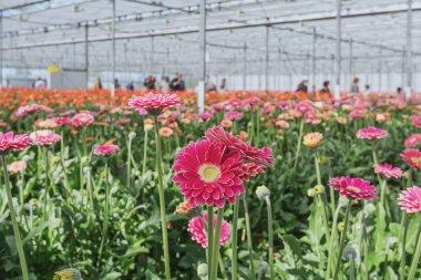 Hollanda'da büyük bir sera içinde büyüyen gerbera