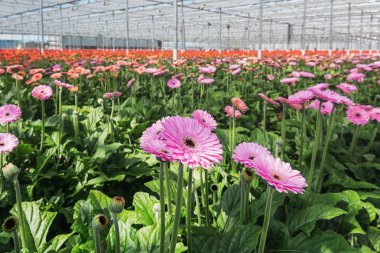 Hollanda'da büyük bir sera içinde büyüyen gerbera