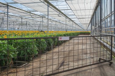 Hollanda'da büyük bir sera içinde büyüyen gerbera