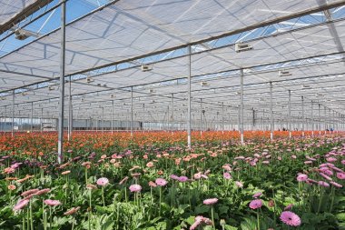 Hollanda'da büyük bir sera içinde büyüyen gerbera