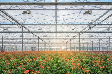 Hollanda'da büyük bir sera içinde büyüyen gerbera