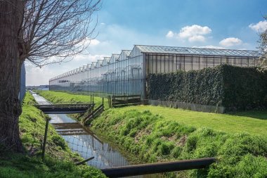 Hollanda'da büyük bir sera dışına