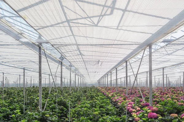 Växande hortensia i ett stort växthus i Nederländerna — Stockfoto